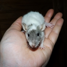Image pour l'annonce A adopter bébés rats ratons mâles rex / double-rex