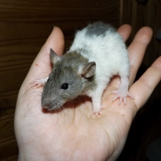 Image pour l'annonce A adopter bébés rats ratons mâles rex / double-rex