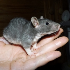 Image pour l'annonce A adopter bébés rats ratons mâles rex / double-rex