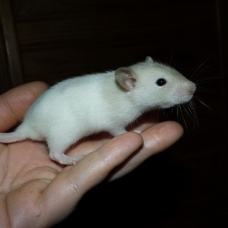 Image pour l'annonce A adopter bébés rats ratons mâles rex / double-rex