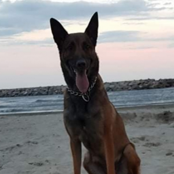 Image pour l'annonce Vends chiots malinois