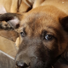 Image pour l'annonce Vends chiots malinois