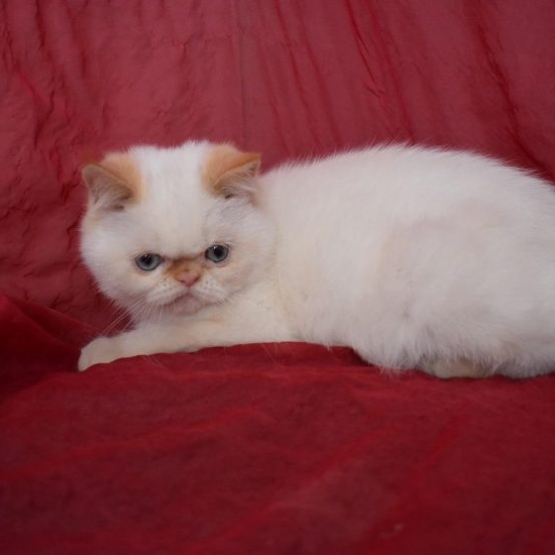 Image pour l'annonce Don de mon chaton 3 mois