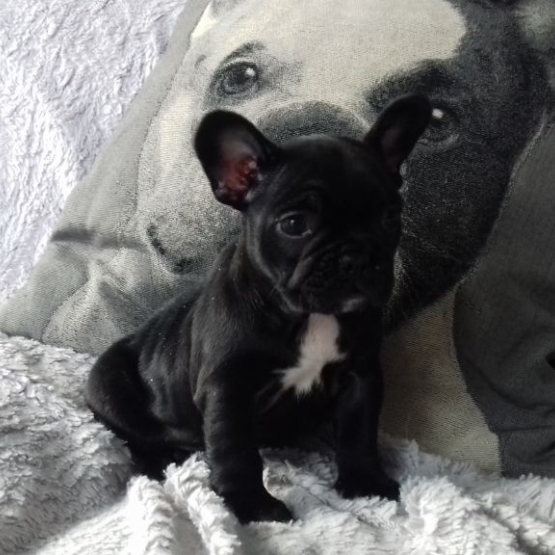 Image pour l'annonce Chiot bouledogue français femelle a donner(sabinebertrand@gmx.fr)
