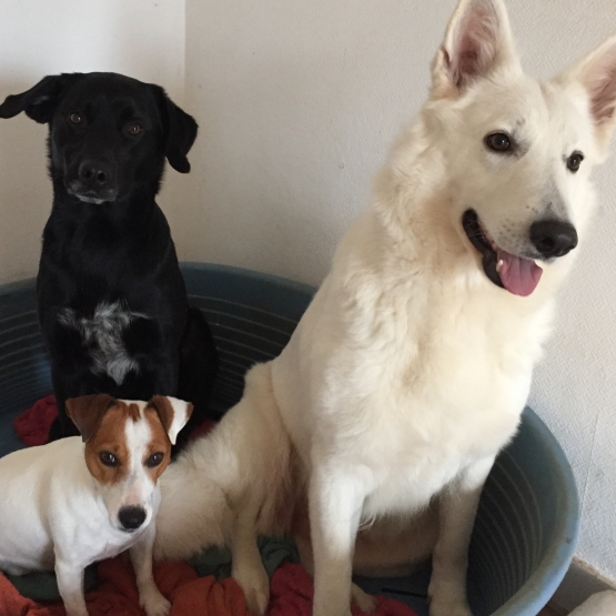 Image pour l'annonce Vend chiots berger blanc suisse LOF