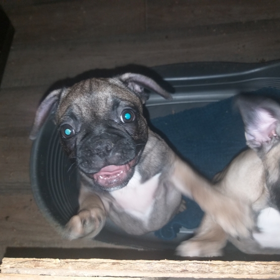 Image pour l'annonce Chiots bouledogue français a vendre