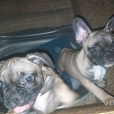 Image pour l'annonce Chiots bouledogue français a vendre