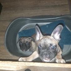 Image pour l'annonce Chiots bouledogue français a vendre