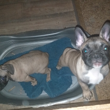 Image pour l'annonce Chiots bouledogue français a vendre