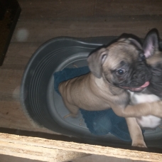Image pour l'annonce Chiots bouledogue français a vendre