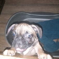 Image pour l'annonce Chiots bouledogue français a vendre