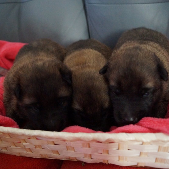 Image pour l'annonce Chiot berger belge