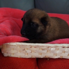Image pour l'annonce Chiot berger belge