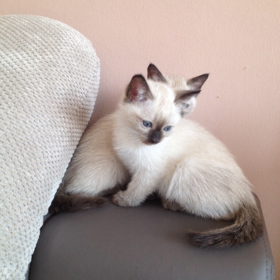 Image pour l'annonce 2 chatons siamois à réserver