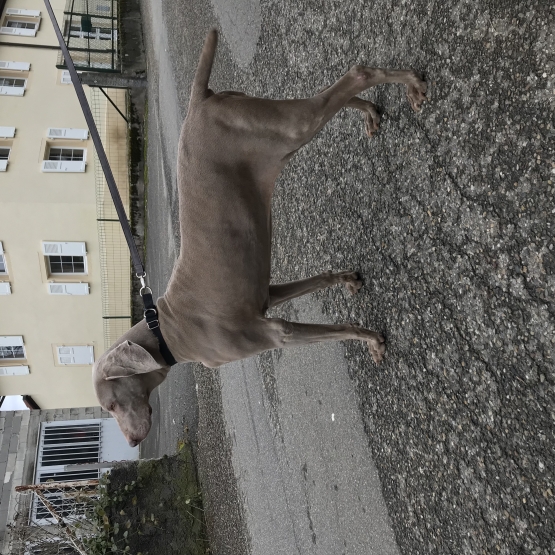Image pour l'annonce Cède Braque de Weimar LOF