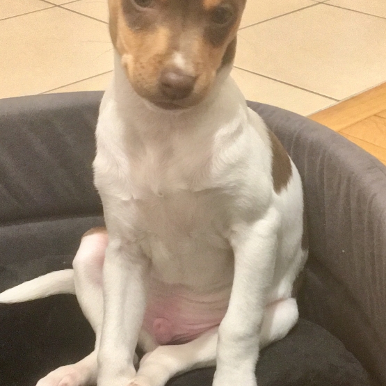 Image pour l'annonce Chiot Terrier Brésilien Mâle Tricolore Marron