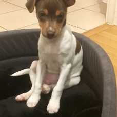 Image pour l'annonce Chiot Terrier Brésilien Mâle Tricolore Marron