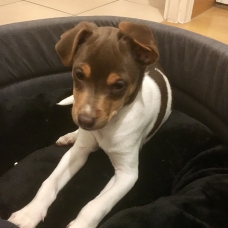 Image pour l'annonce Chiot Terrier Brésilien Mâle Tricolore Marron
