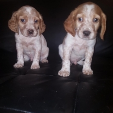 Image pour l'annonce 2 chiots épagneul mâles