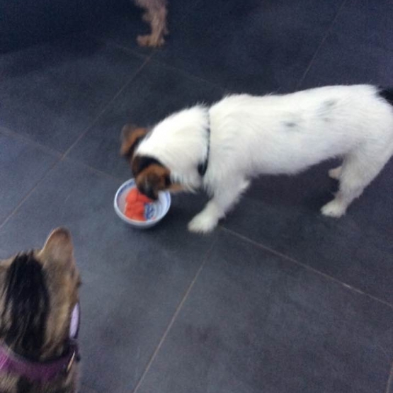 Image pour l'annonce Donne jack Russel