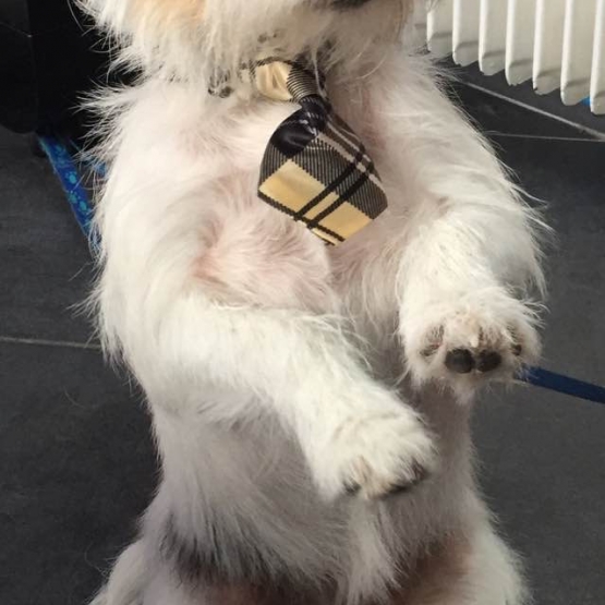 Image pour l'annonce Donne jack Russel
