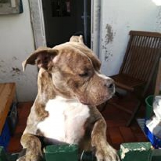 Image pour l'annonce donne american bully