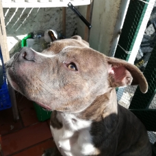 Image pour l'annonce donne american bully
