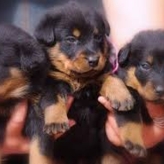 Image pour l'annonce donne chiots beauceron