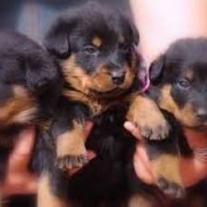 Image pour l'annonce donne chiots beauceron