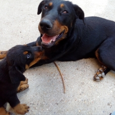 Image pour l'annonce donne chiots beauceron