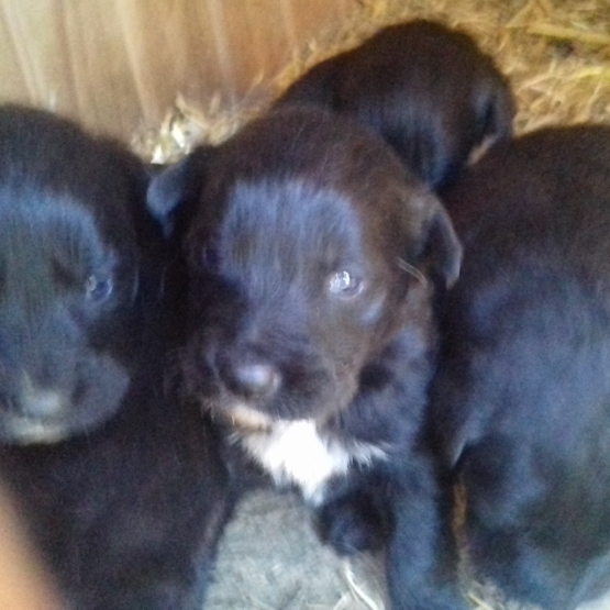 Image pour l'annonce Adorables chiots golden retriever croiser border collie a reserver