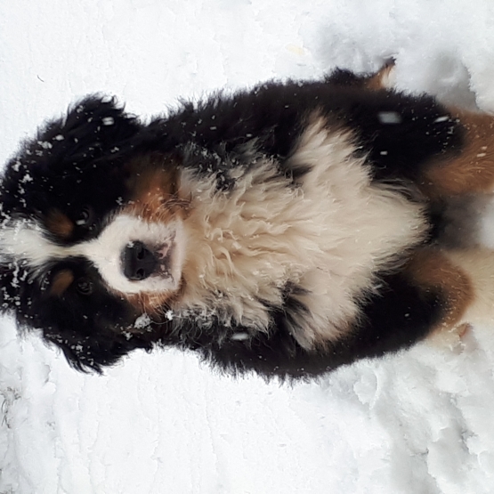 Image pour l'annonce vends chiot bouvier bernois