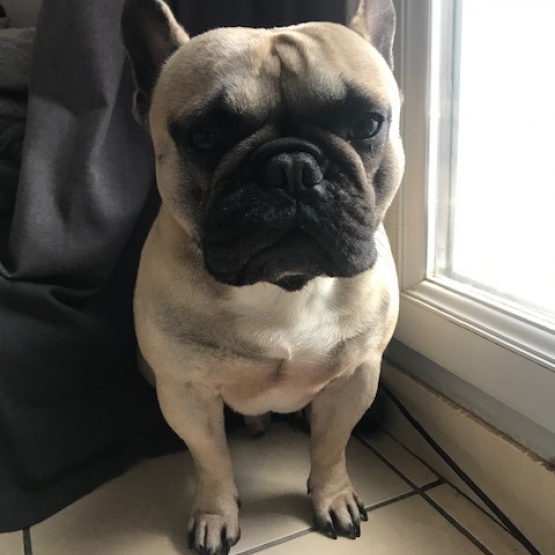 Image pour l'annonce Donne Bouledogue Français