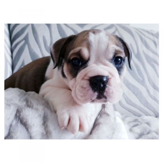 Image pour l'annonce Chiots Bulldog Anglais LOF