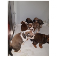 Image pour l'annonce Chiots Bulldog Anglais LOF