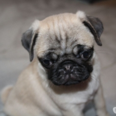 Image pour l'annonce magnifiques chiots Carlin LOF