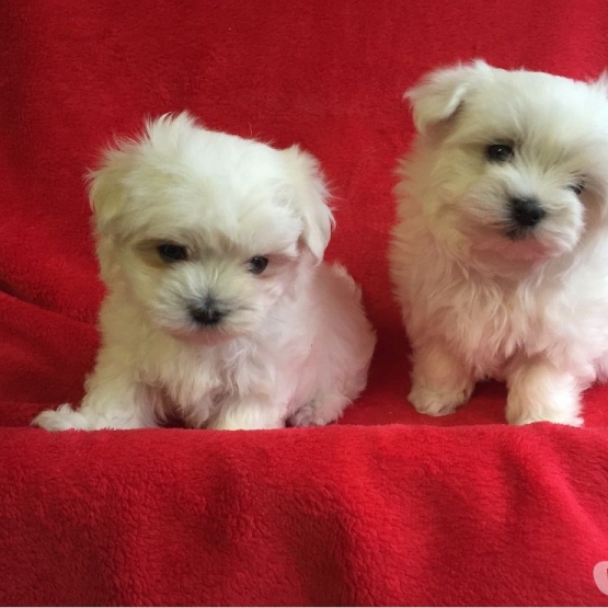 Image pour l'annonce chiots bichon maltais Lof