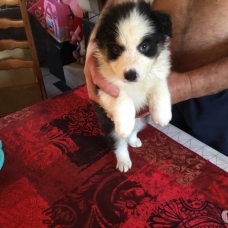 Image pour l'annonce Chiots berger australien lof