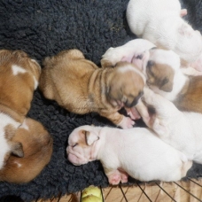 Image pour l'annonce Bulldog Anglais inscrit au lof