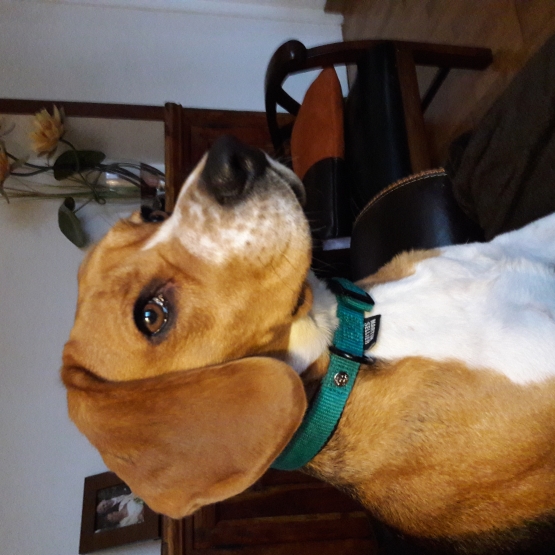 Image pour l'annonce Donne femelle Beagle