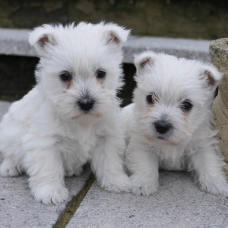 Image pour l'annonce Chiots bichon maltais Lof