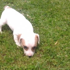Image pour l'annonce Un chiot type Jack Russel femelle  LOF