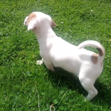 Image pour l'annonce Un chiot type Jack Russel femelle  LOF