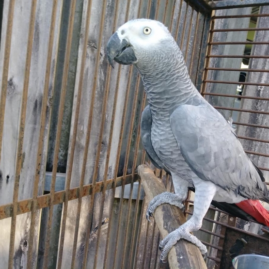 Image pour l'annonce Perroquet Gris du Gabon Mâle 2 ans