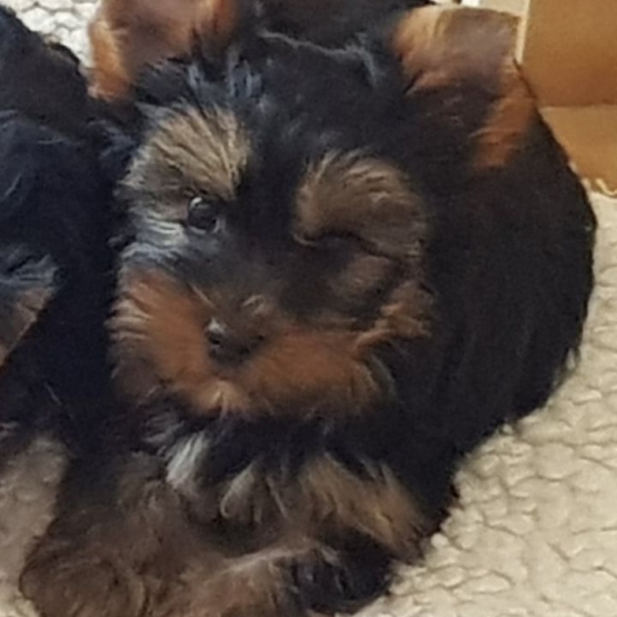 Image pour l'annonce Adorables Chiots Yorkshire Petits disponible de suite