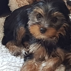 Image pour l'annonce Adorables Chiots Yorkshire Petits disponible de suite