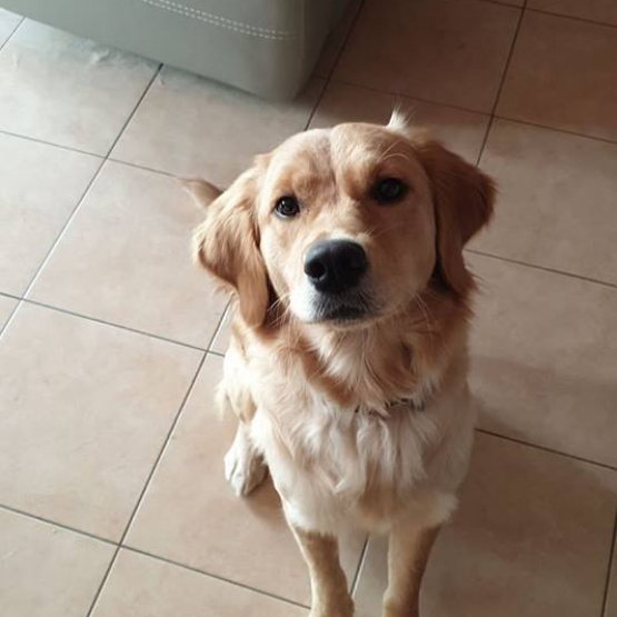 Image pour l'annonce Vends  femelle - Golden retriever 15 mois