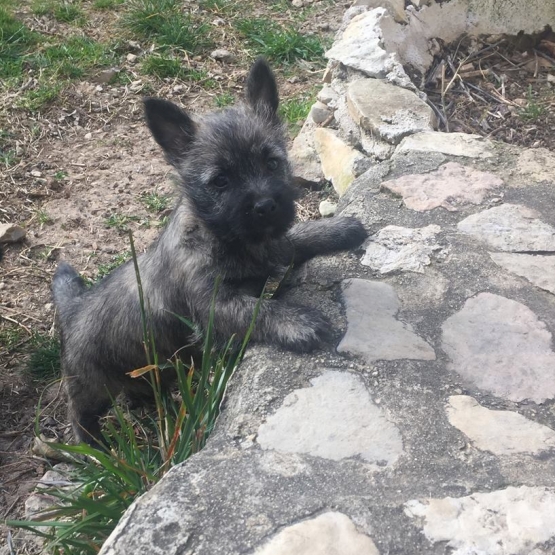 Image pour l'annonce Chiots Cairn Terrier