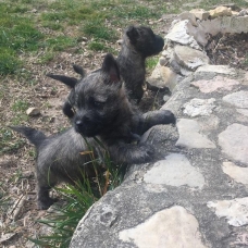 Image pour l'annonce Chiots Cairn Terrier