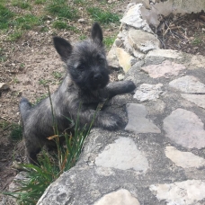 Image pour l'annonce Chiots Cairn Terrier